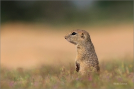 <p>SYSEL OBECNÝ (Spermophilus citellus) --- /European ground squirrel - Europäisches Ziesel/</p>